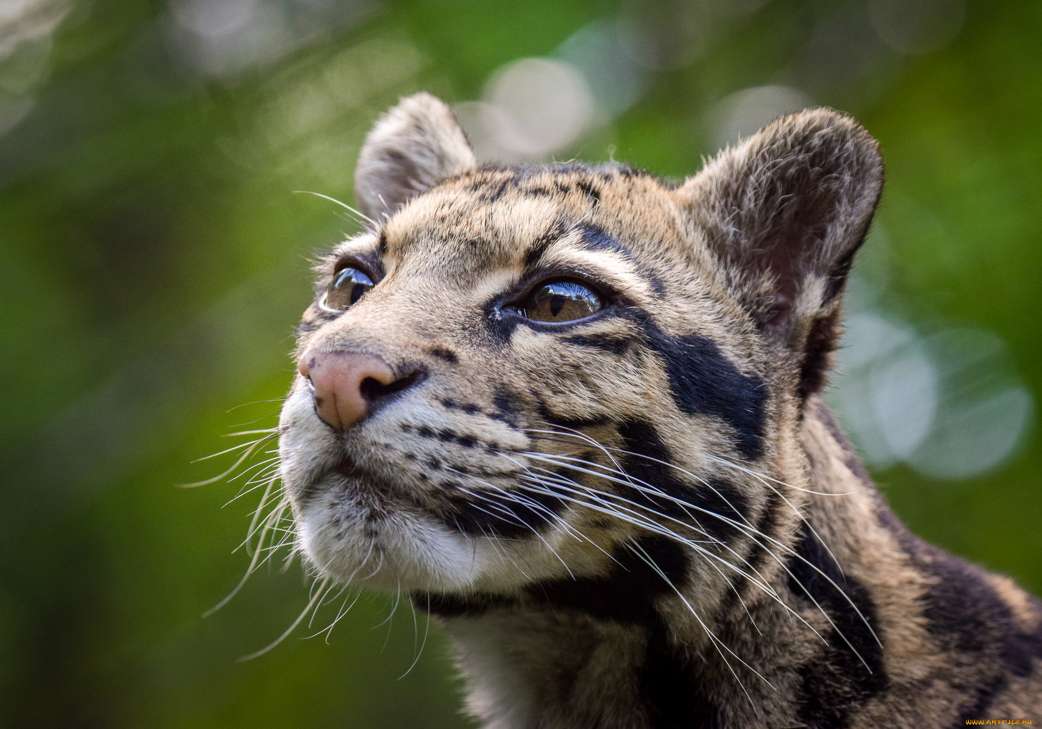 clouded leopard, ,  , 